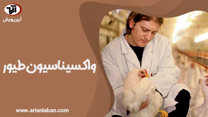 واکسن زدن طیور به همراه تصویر یک فرد در حال واکسیناسیون یک مرغ